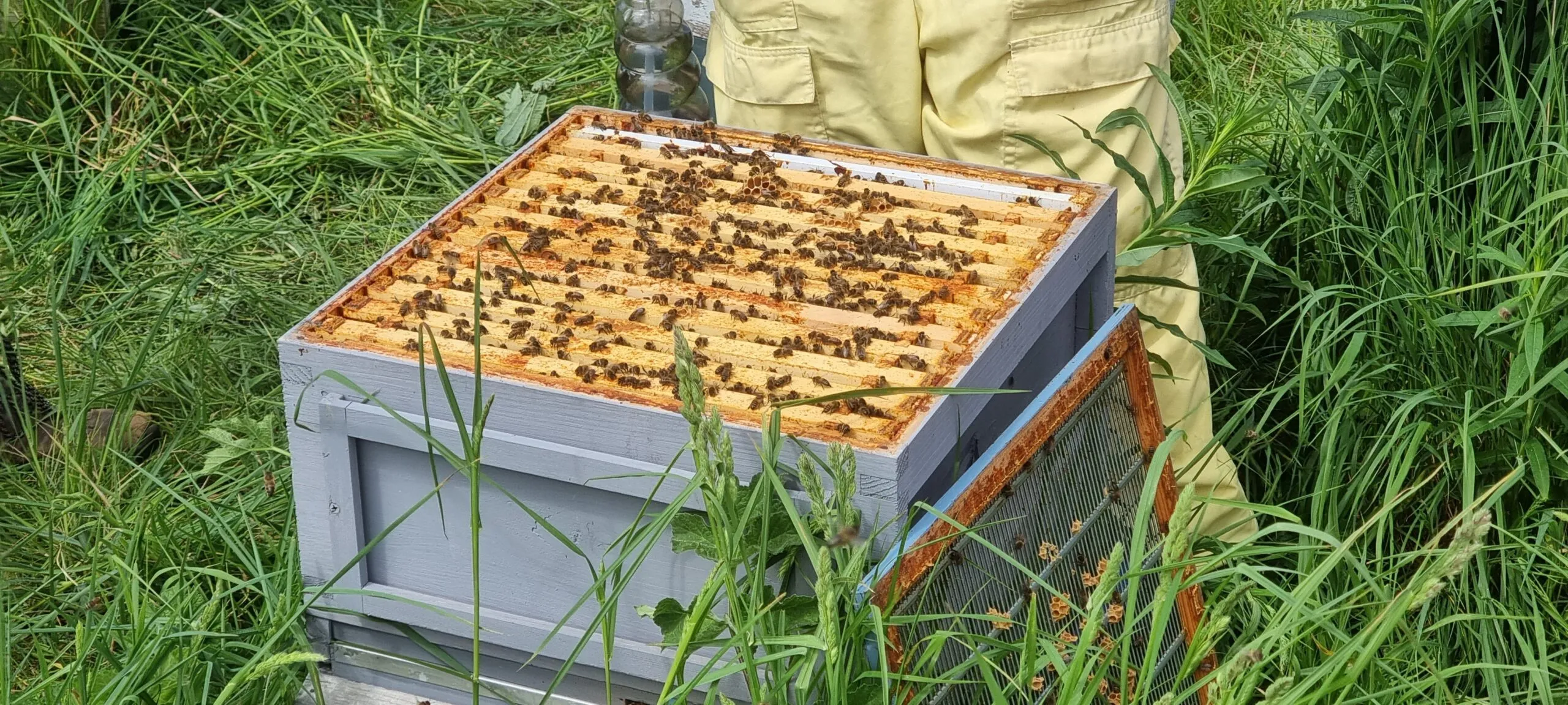 Award winning - Unique Burghley Estate Honey - Image 3