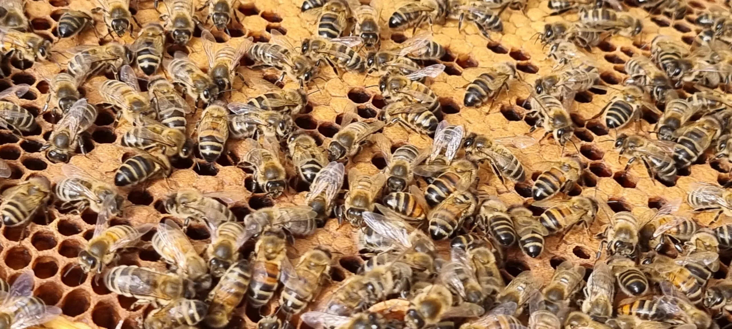 Award winning - Unique Burghley Estate Honey - Image 4