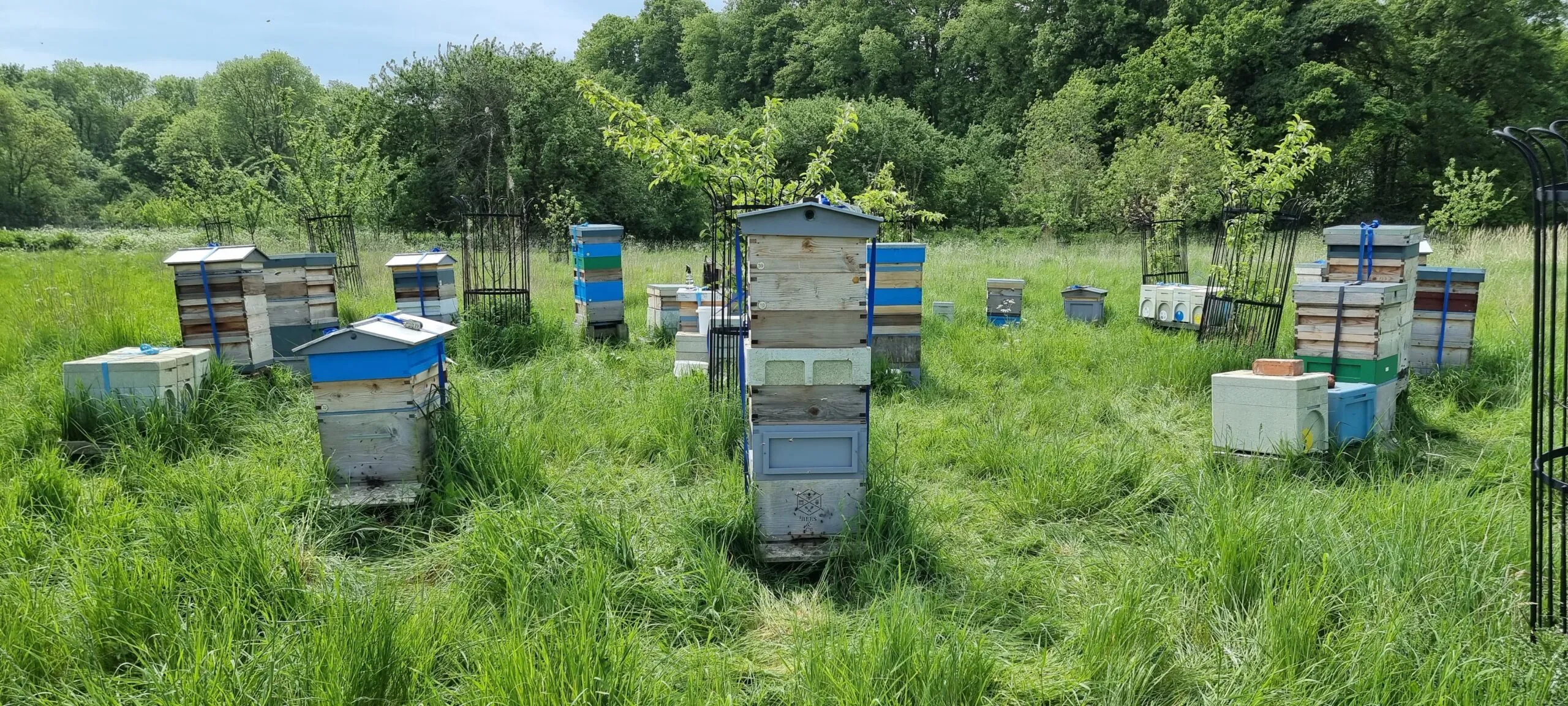 Award winning - Unique Burghley Estate Honey - Image 5