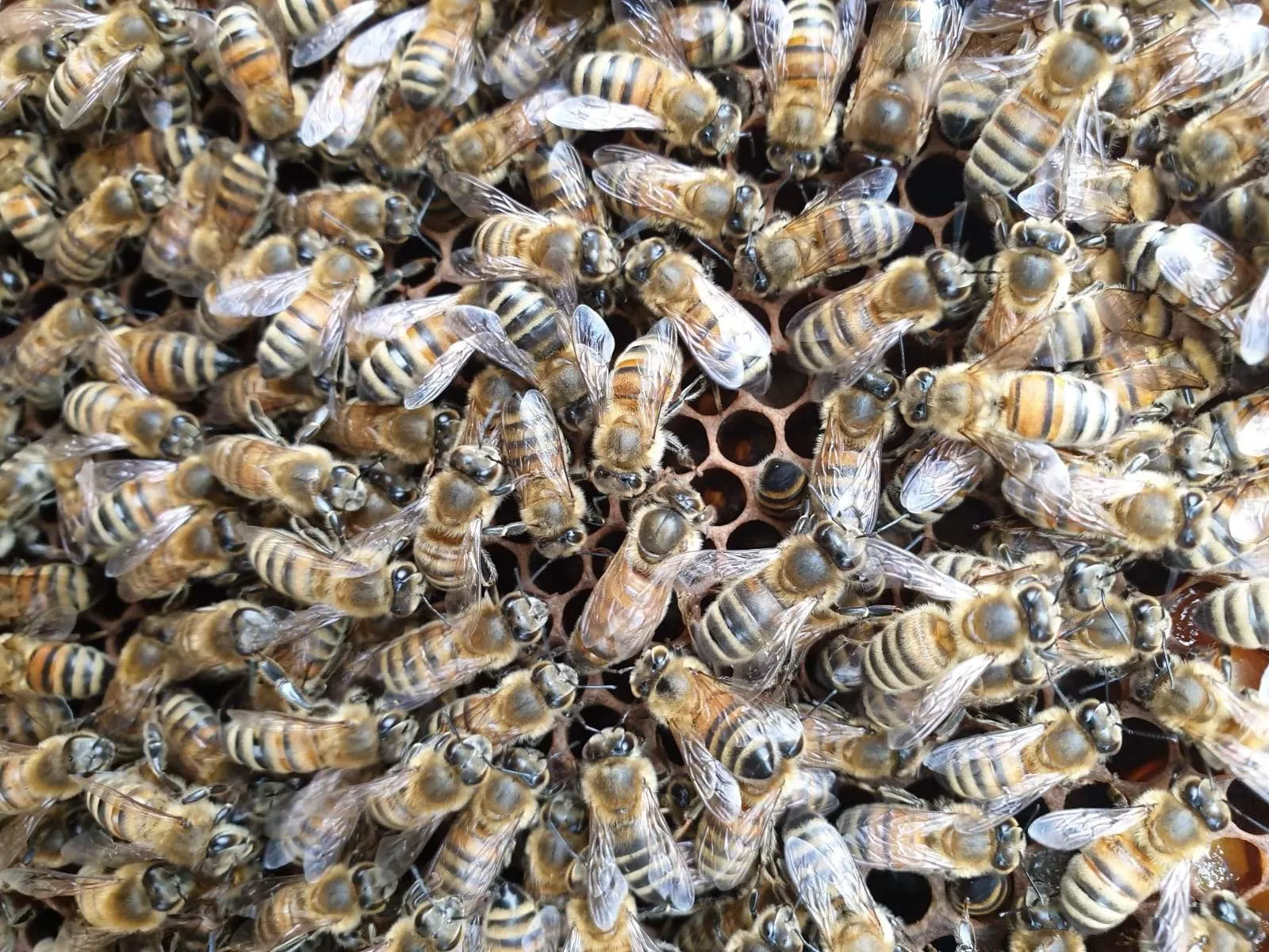 Gift -  Get Started in Beekeeping Online Masterclass - Image 5