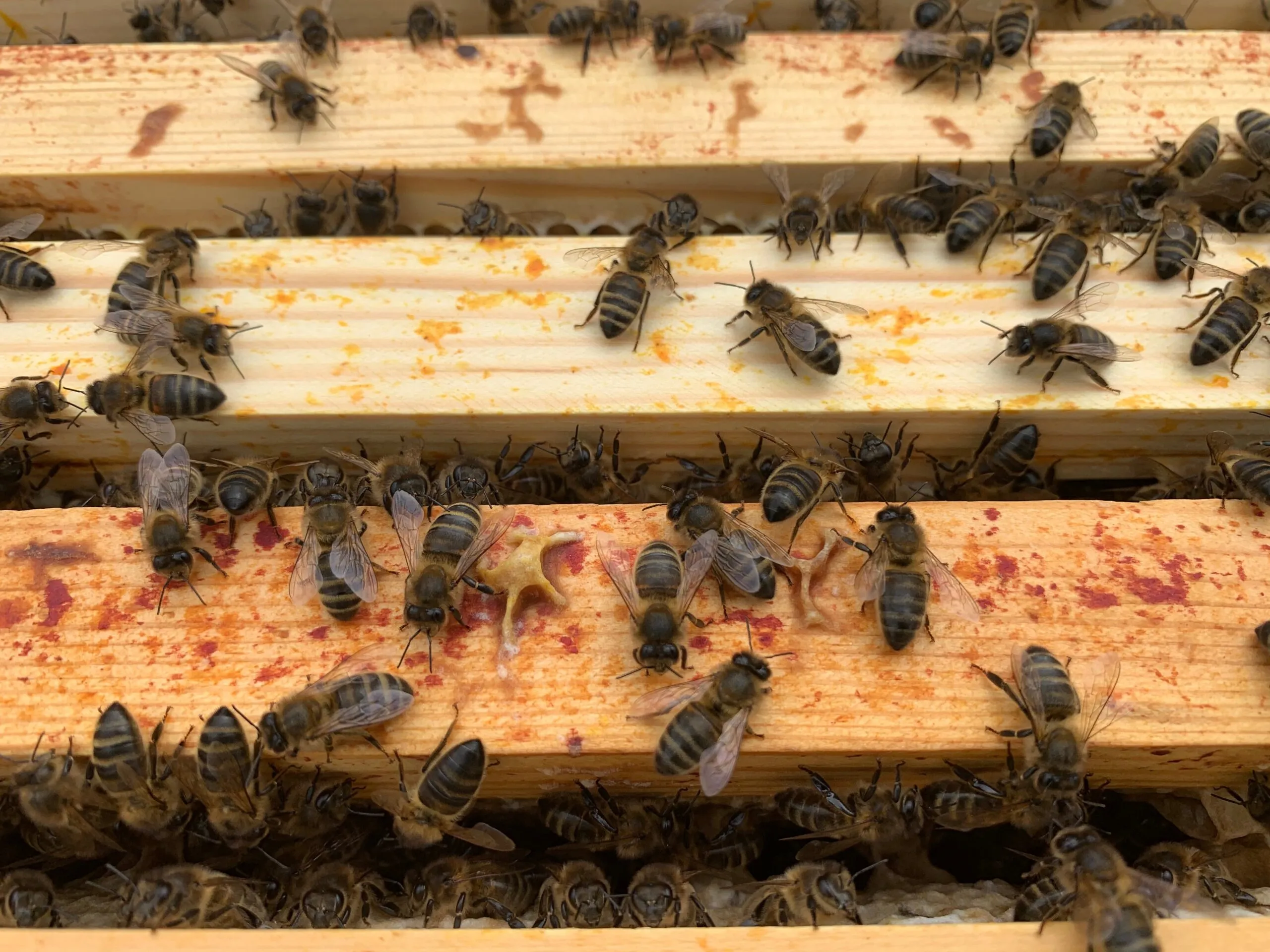 NEW! British Cut Honeycomb - Image 8