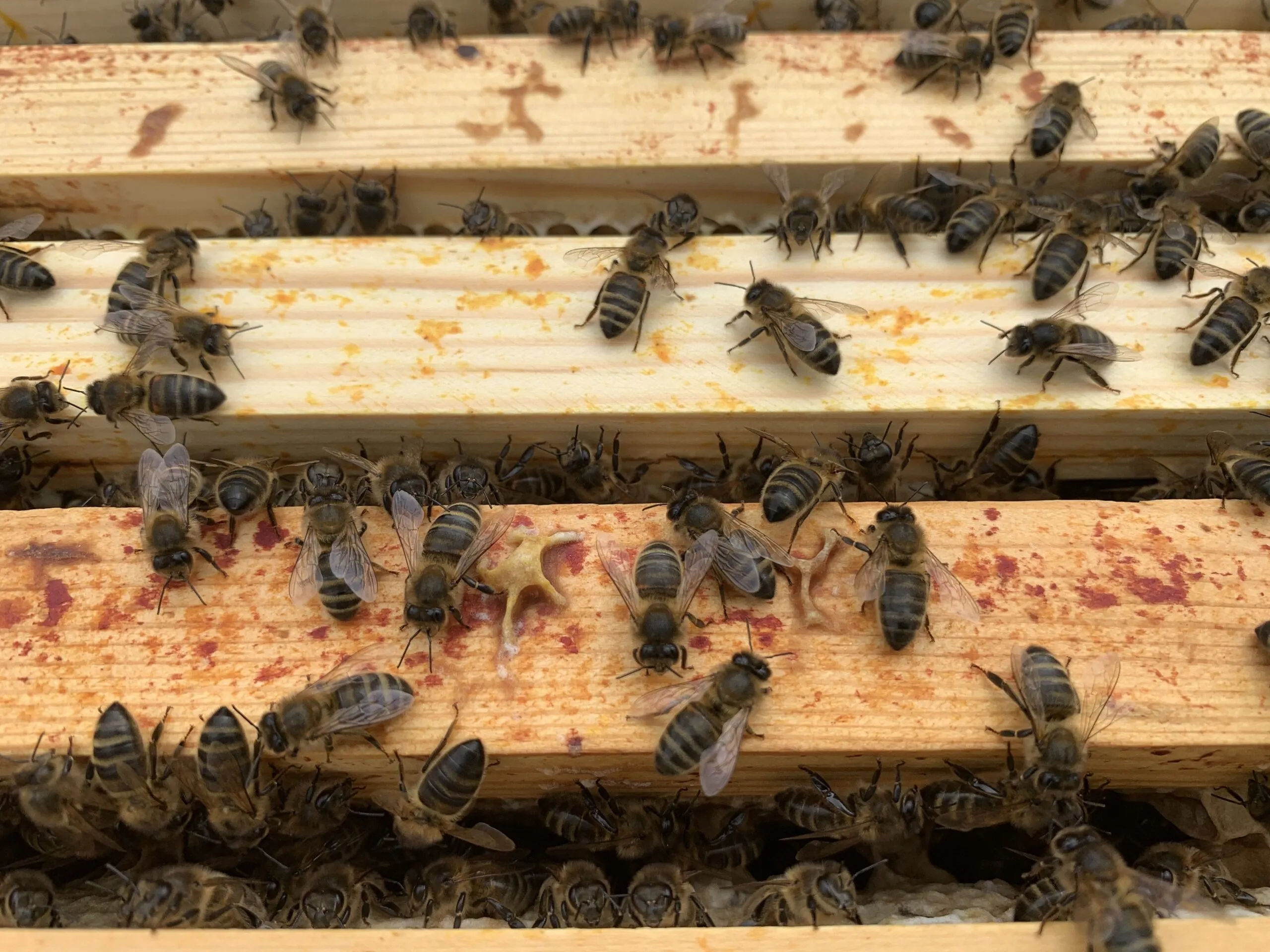 NEW! Ling Heather -  British Cut Honeycomb - Image 4
