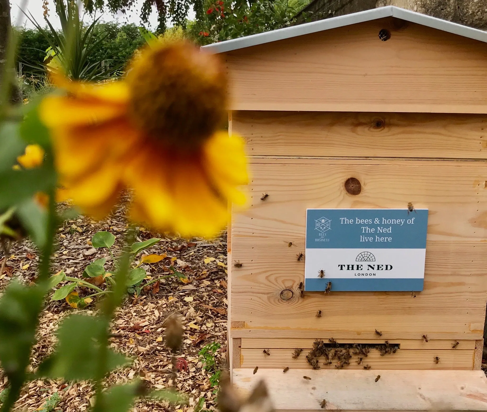 Business Honeybee Hive Adoption Plans