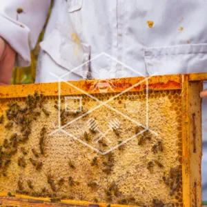 Beekeeping