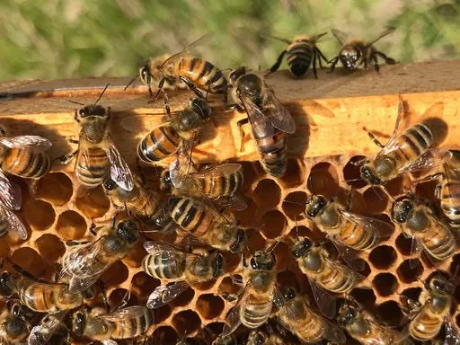 Great Taste Award Winning - Special Edition Borage Honey - Image 4