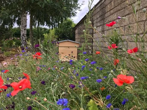 Adopt a Beehive - Your Very Own Raw, British Honey! - Image 8