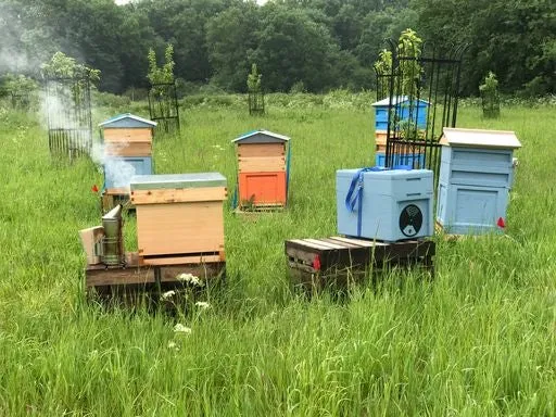 Honey gifts - for Weddings, Parties, Hospitality, Corporate Rewards £12.50 for 10 Jars - Image 5