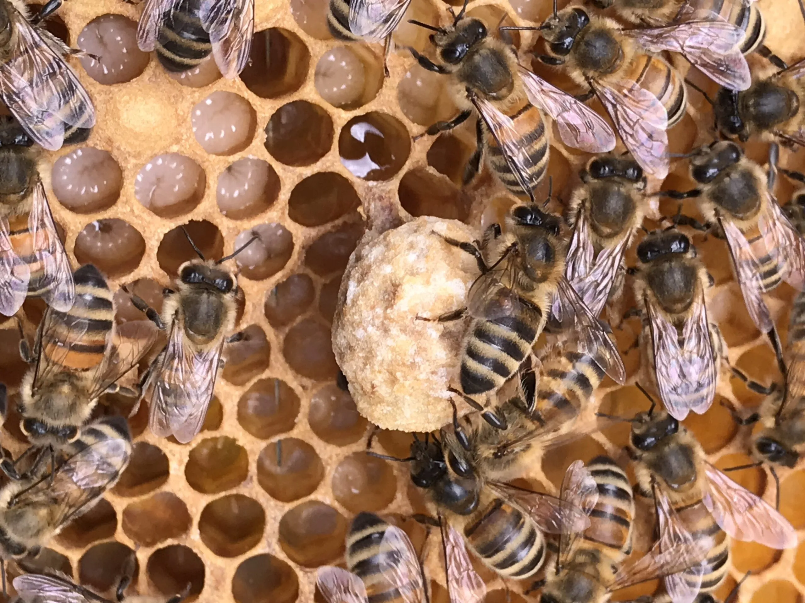 Gift -  Get Started in Beekeeping Online Masterclass - Image 11