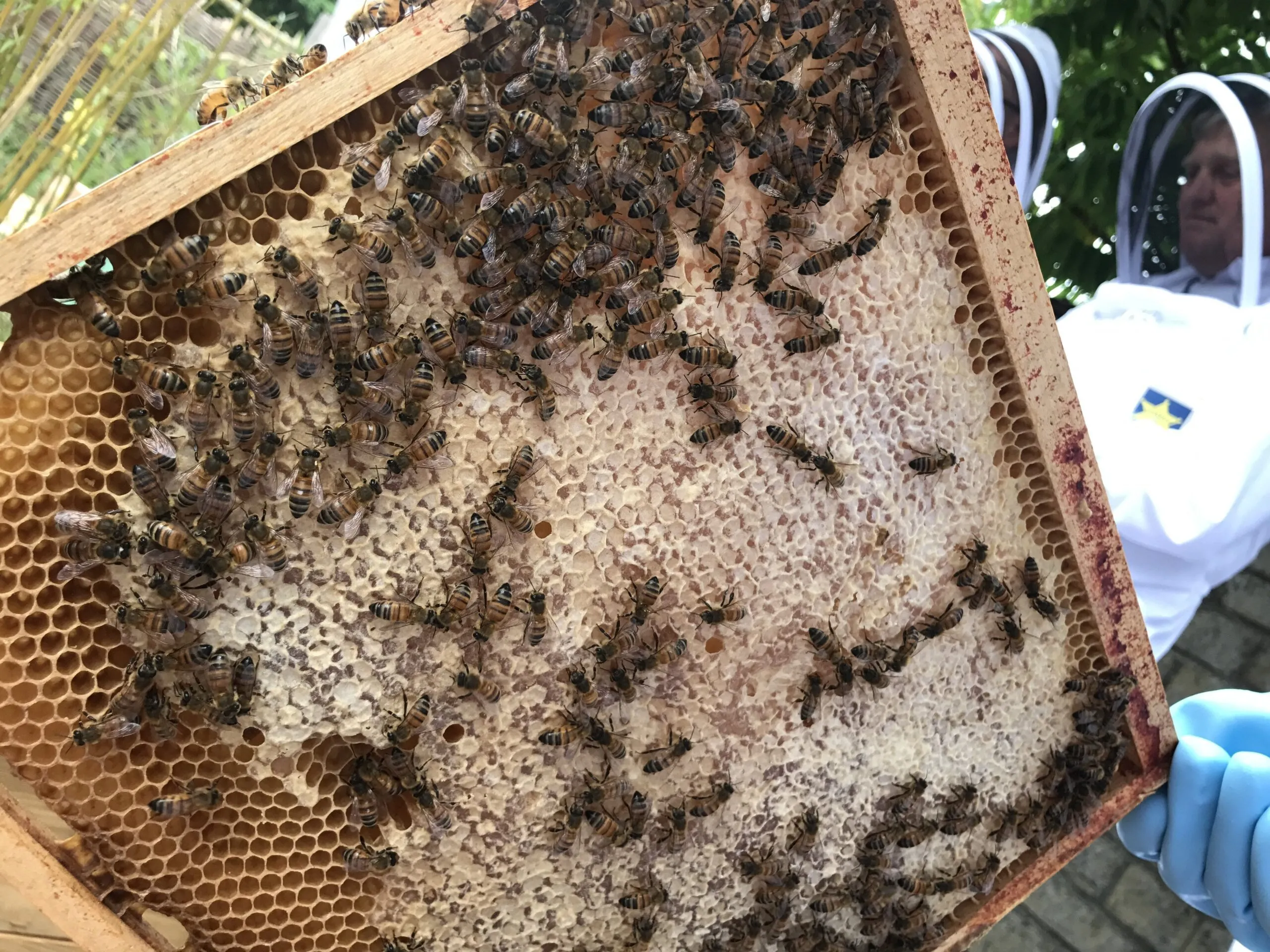 Beekeeping for Beginners Course - in Stamford Lincolnshire - Image 4