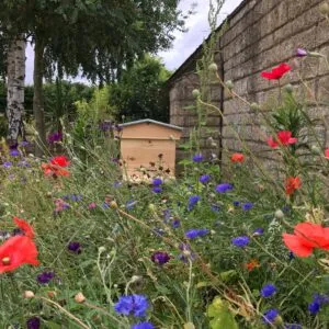Organic British Wild Flower Seeds