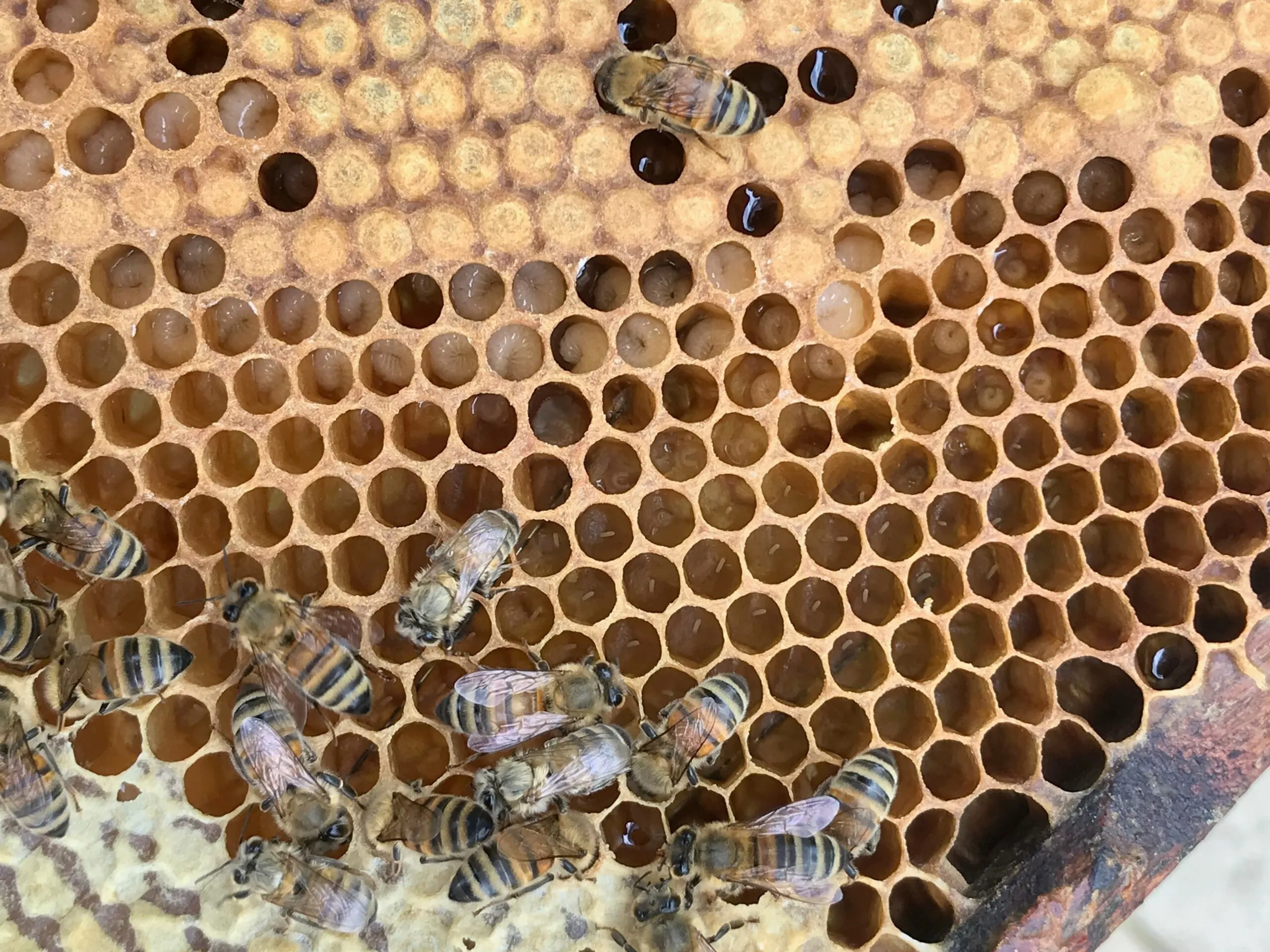 Nucleus of Near-Native British Honeybees (14 x 12) 2024 Mated Queen - Image 4