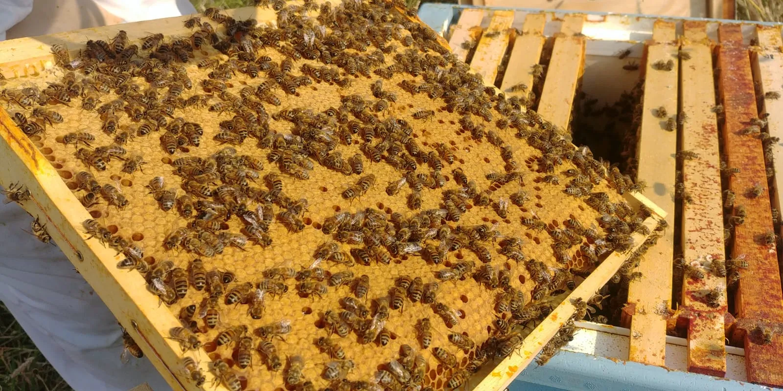 Nucleus of Near-Native British Honeybees (14 x 12) 2024 Mated Queen - Image 3