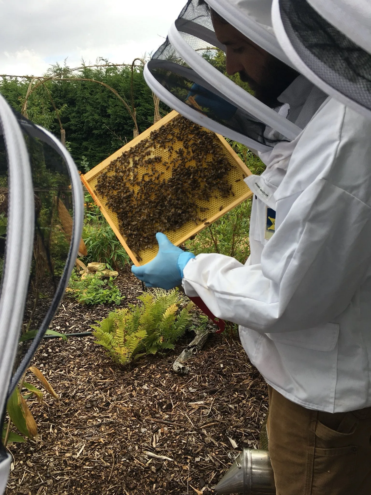 Beekeeping for Beginners Course - in Stamford Lincolnshire - Image 3