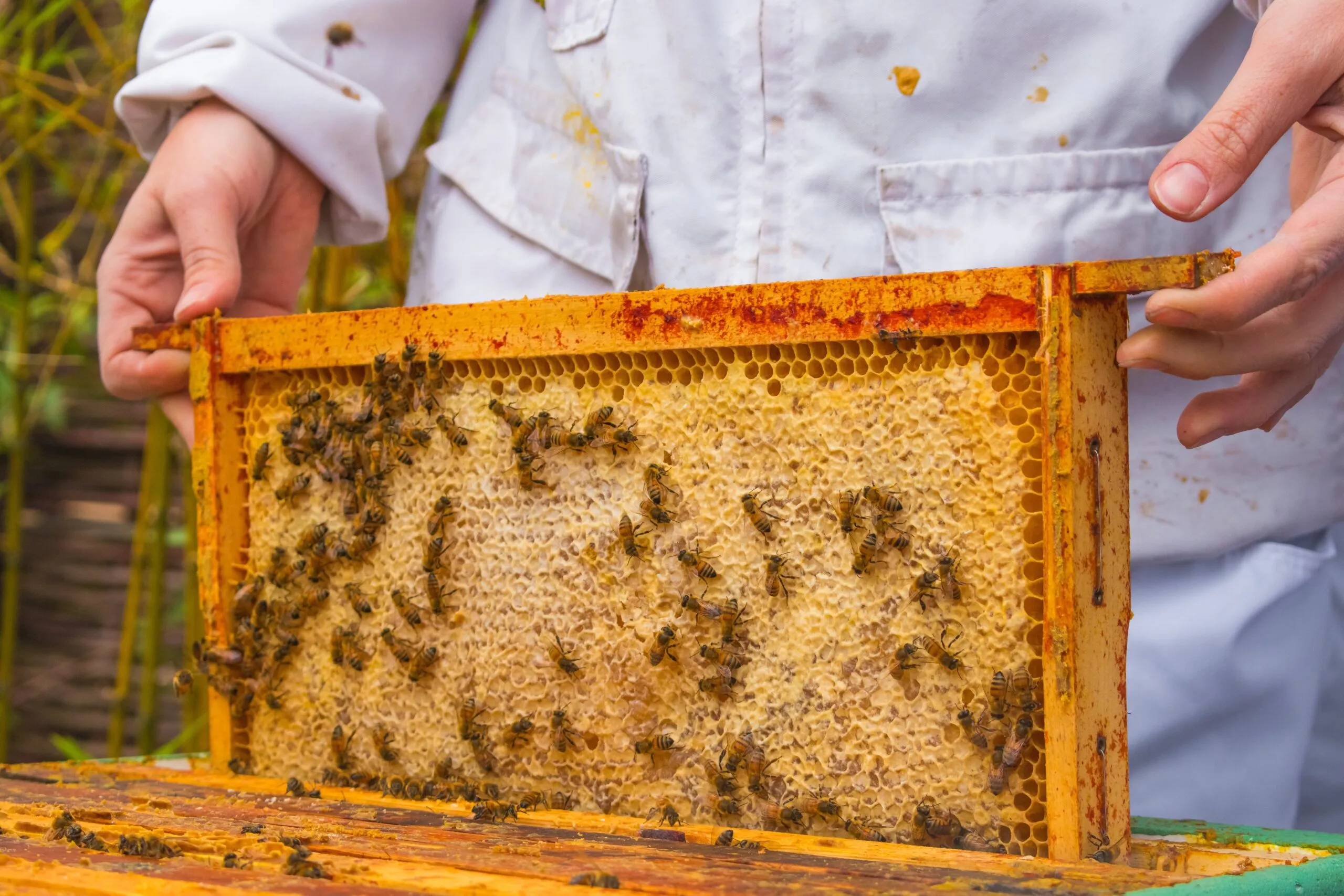 Beekeeping for Beginners Course - in Stamford Lincolnshire - Image 6