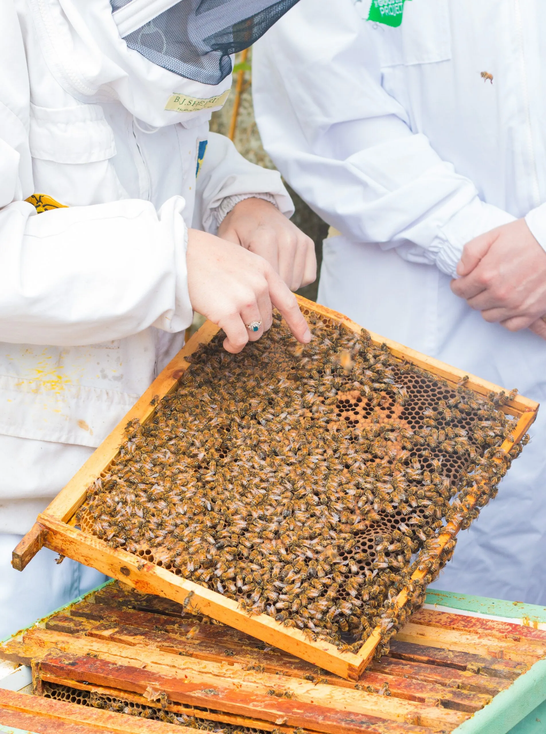Beekeeping for Beginners Course - in Stamford Lincolnshire - Image 7