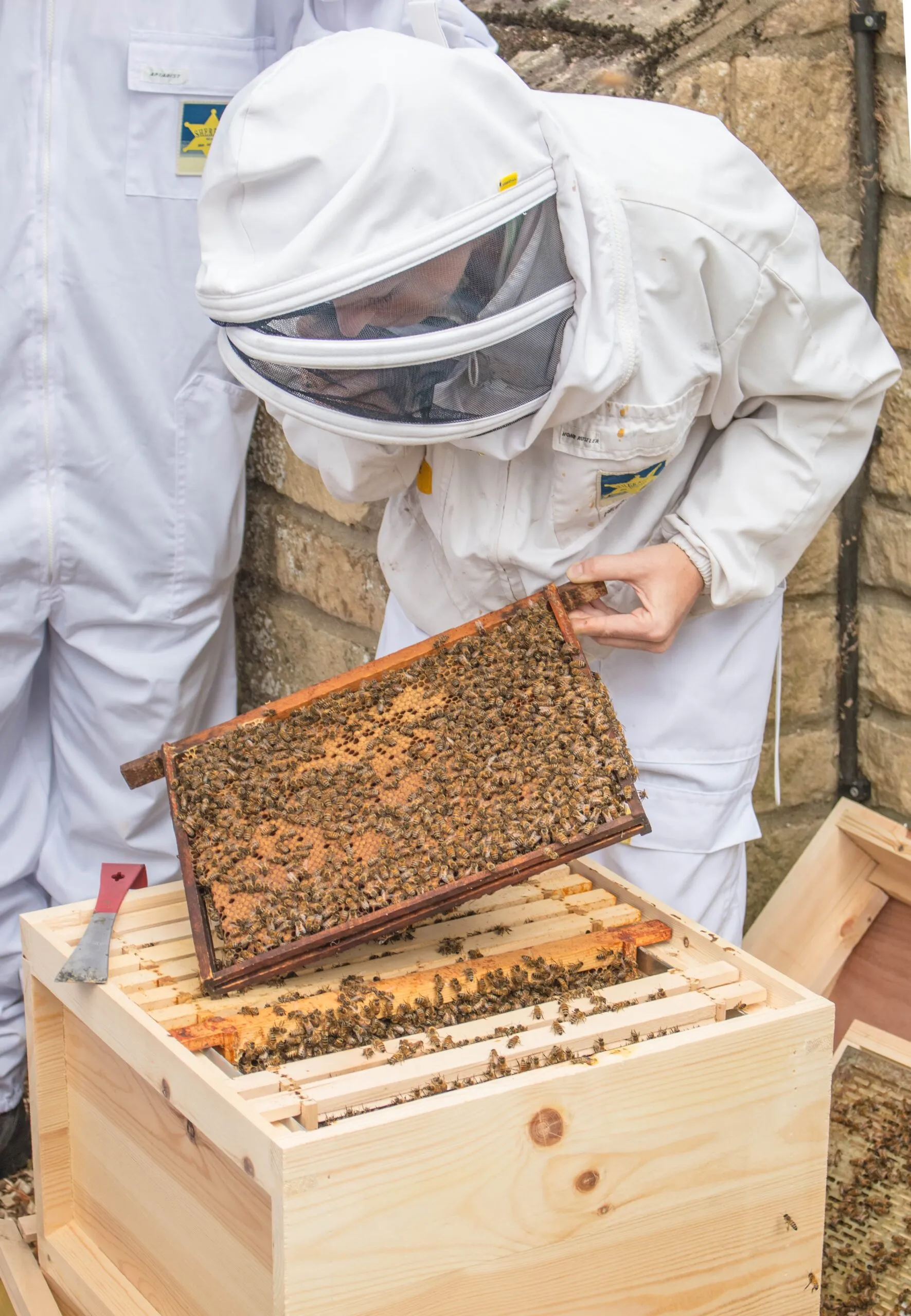 Beekeeping for Beginners Course - in Stamford Lincolnshire - Image 2