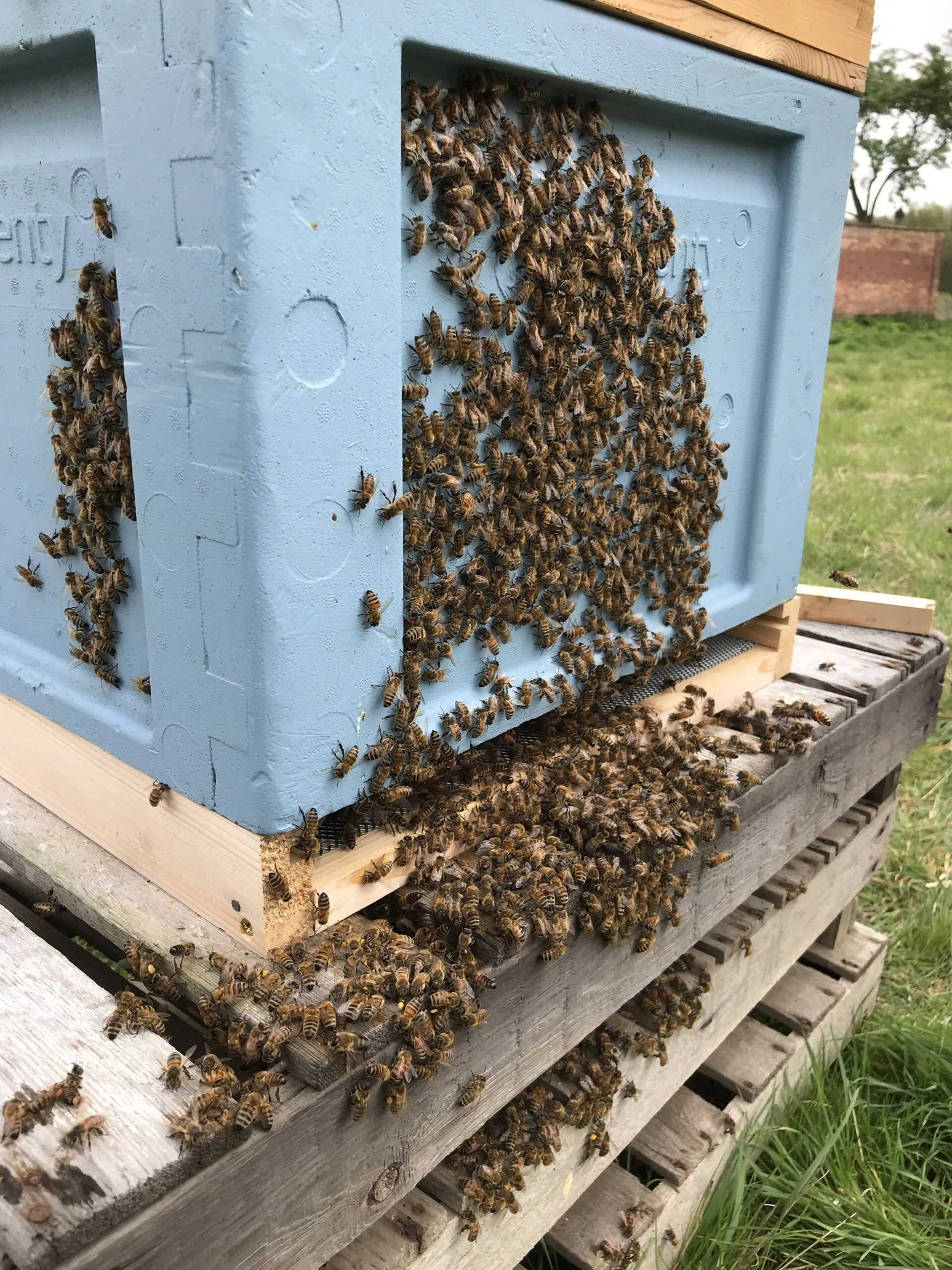 Gift -  Get Started in Beekeeping Online Masterclass - Image 7