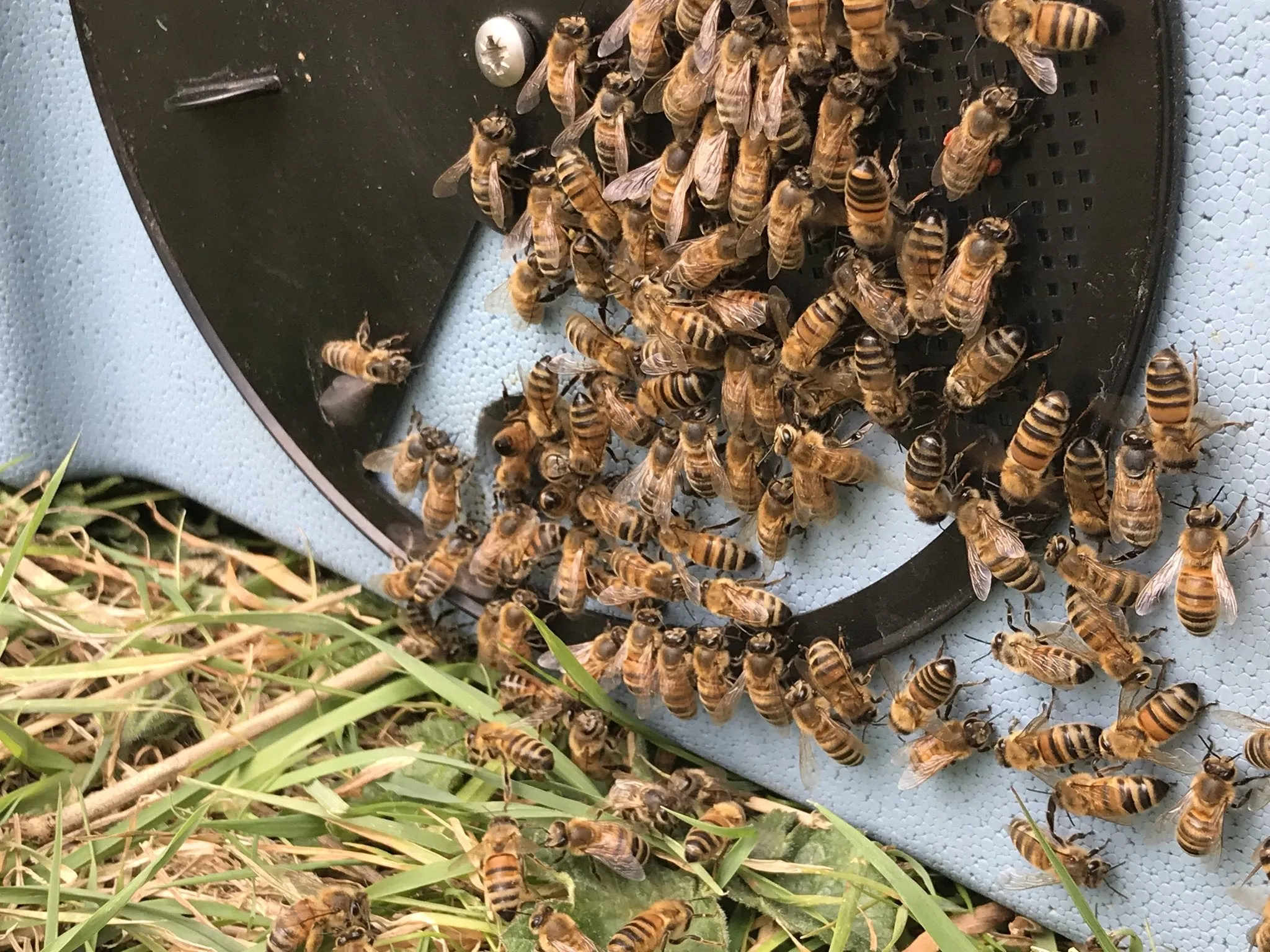 Nucleus of Near-Native British Honeybees (14 x 12) 2024 Mated Queen