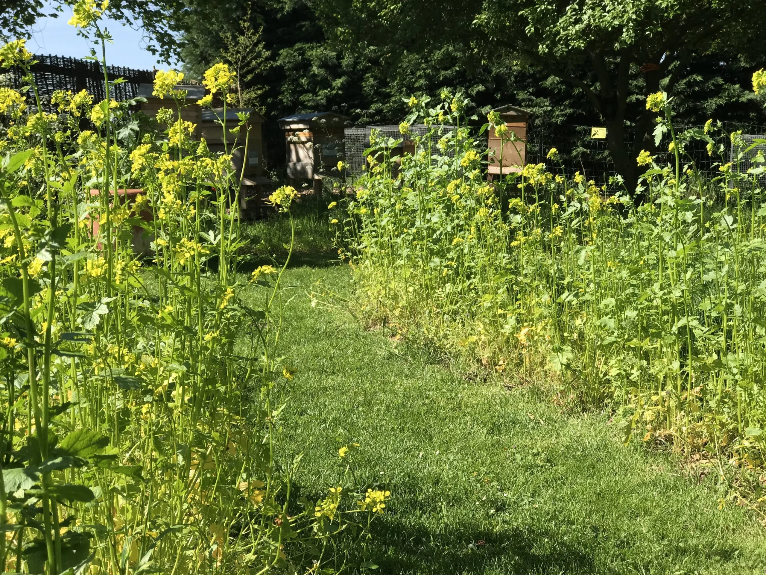 Gift -  Get Started in Beekeeping Online Masterclass - Image 10