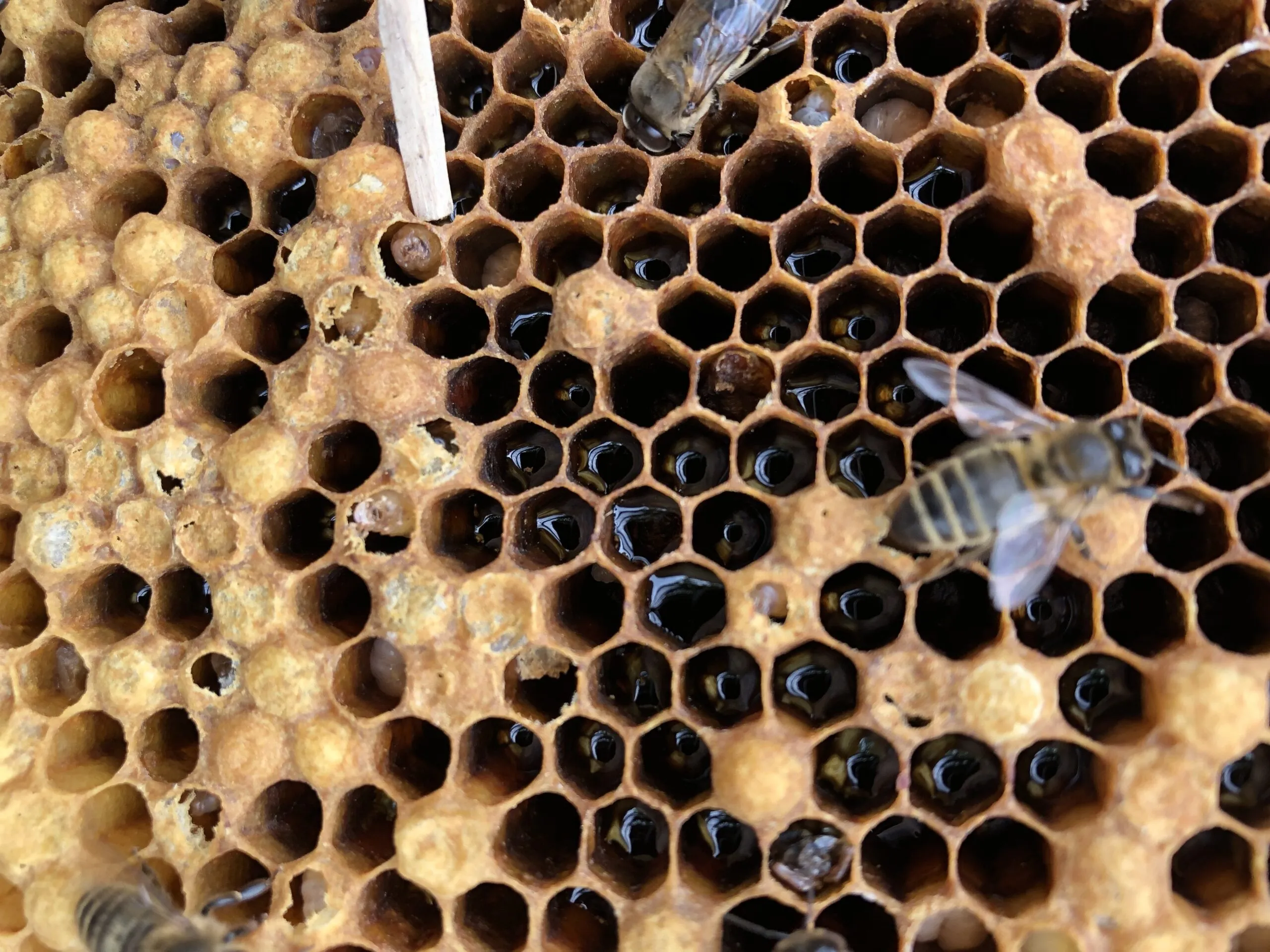 Gift -  Get Started in Beekeeping Online Masterclass - Image 6