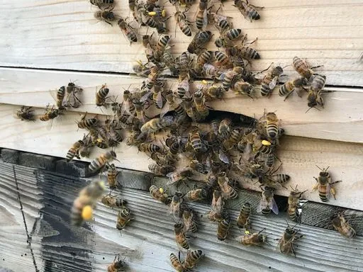 Adopt a Beehive - Your Very Own Raw, British Honey! - Image 4