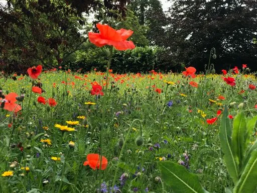 Whole British Honeycomb Frame - Image 6