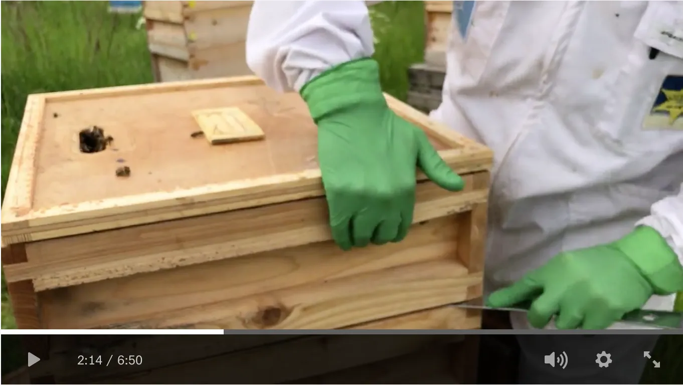 Gift -  Get Started in Beekeeping Online Masterclass - Image 2
