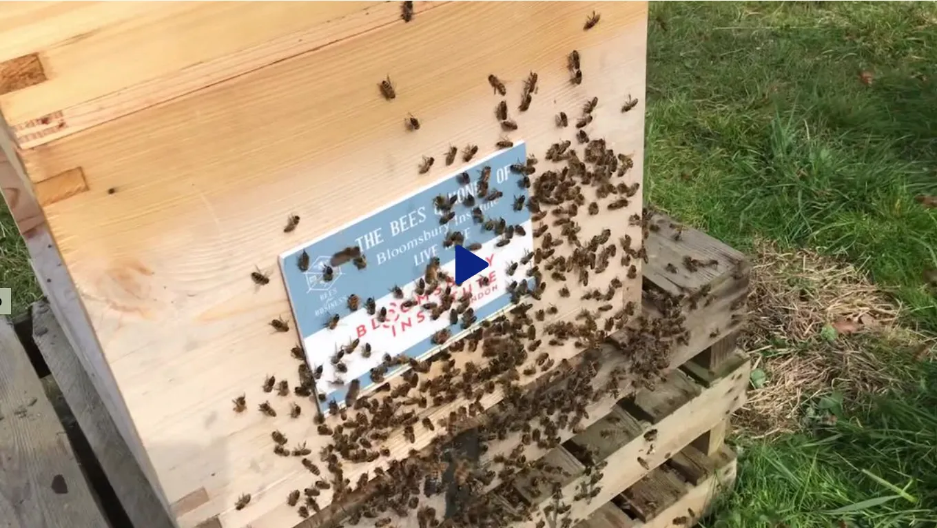 Business Honeybee Hive Adoption Plans - Image 8