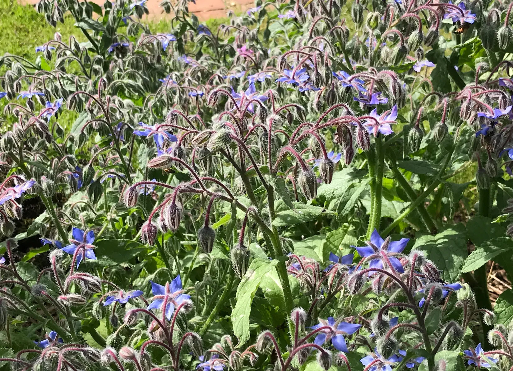 Organic Bee-friendly Flower Seeds - Image 4