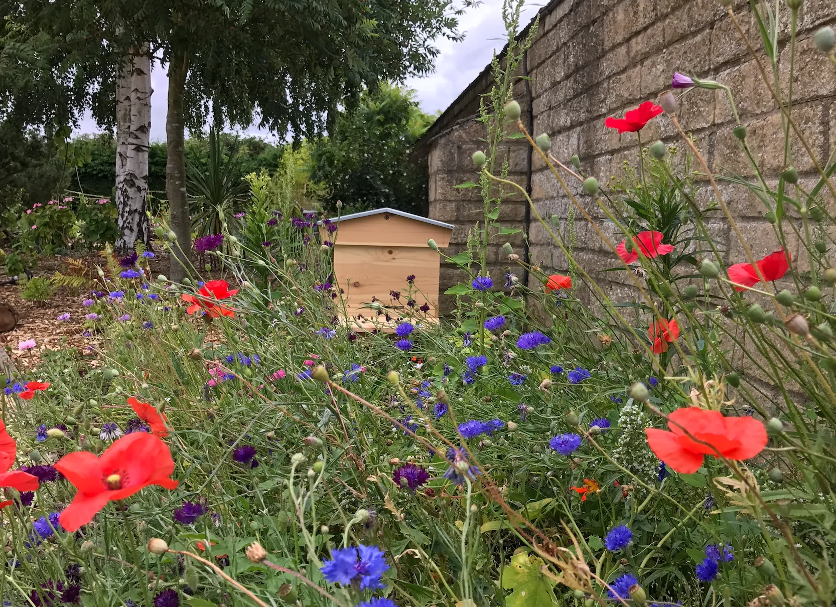 Organic Bee-friendly Flower Seeds - Image 2