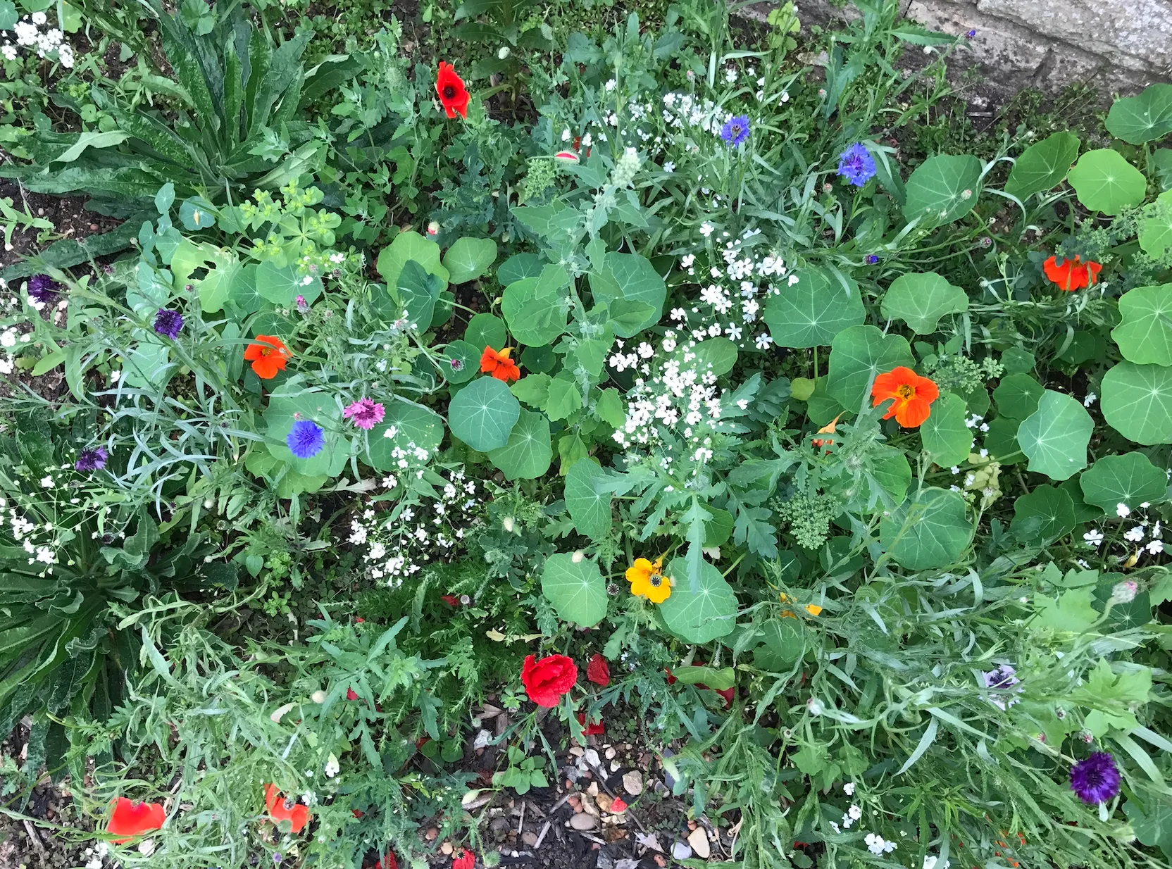 Organic Bee-friendly Flower Seeds - Image 5