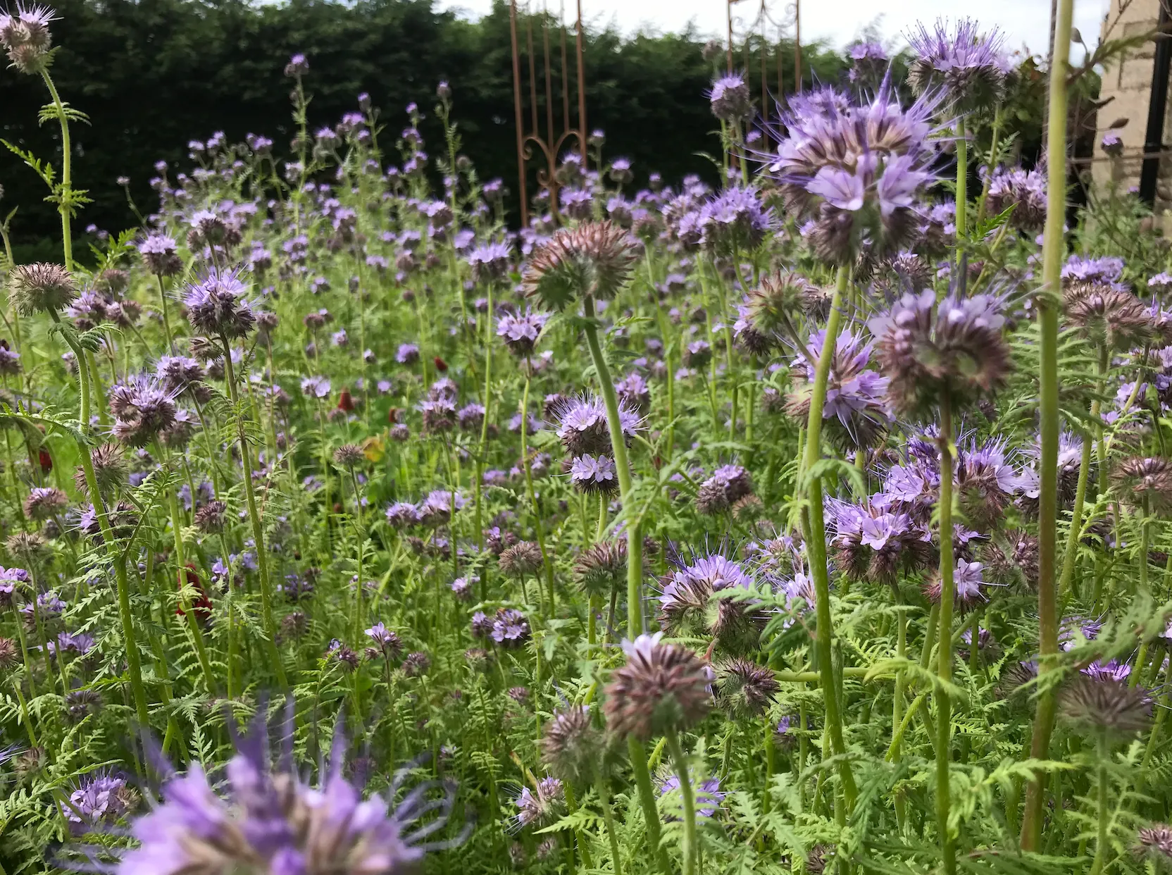 Organic Bee-friendly Flower Seeds - Image 3
