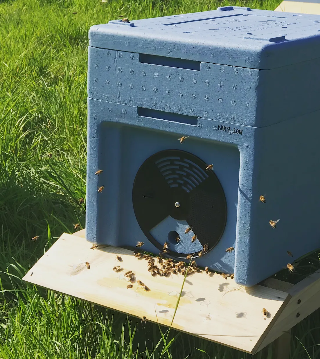 Nucleus of Near-Native British Honeybees (National) 2024 Mated Queen - Image 2