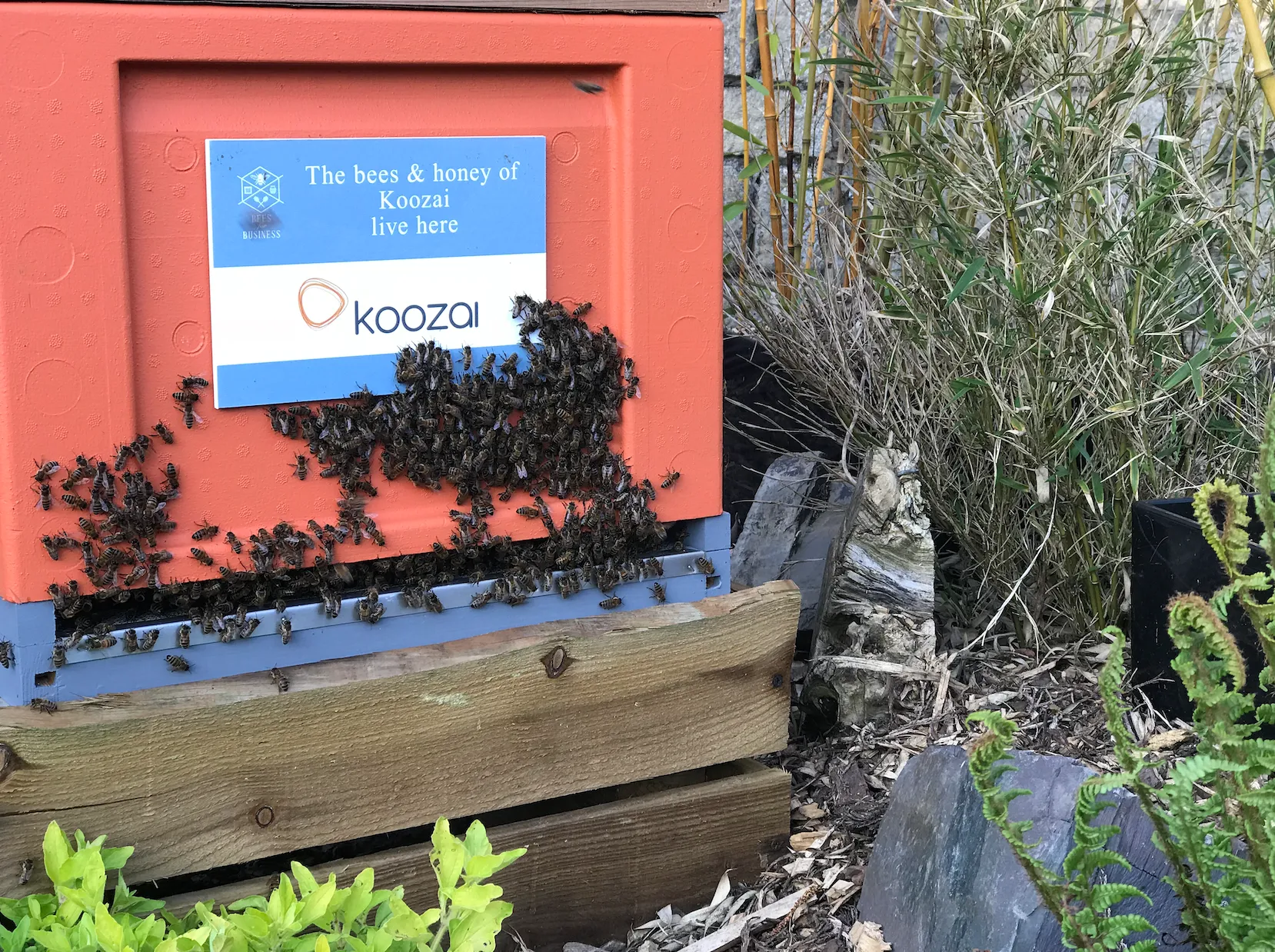 Business Honeybee Hive Adoption Plans - Image 5