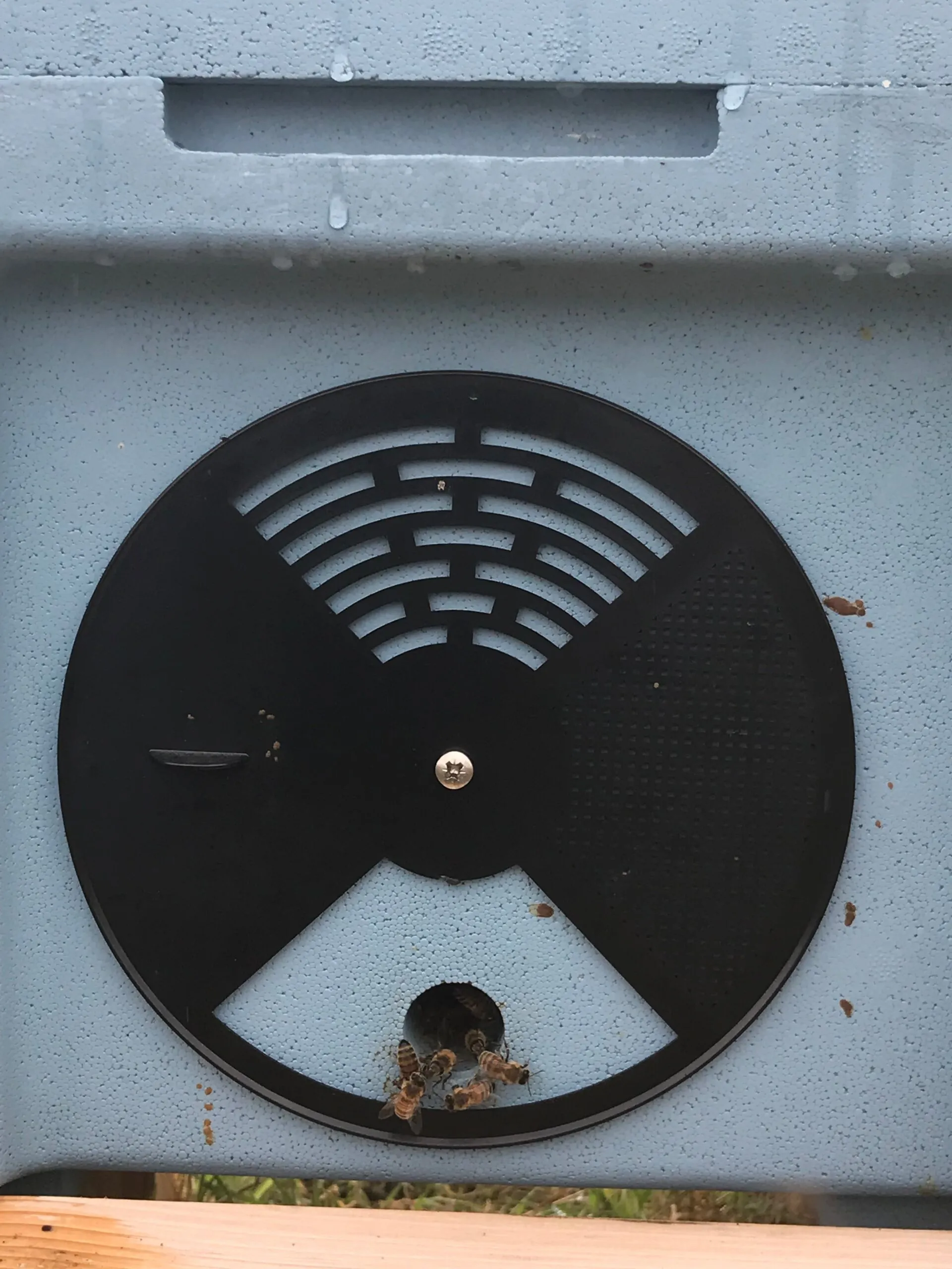 Nucleus of Near-Native British Honeybees (14 x 12) 2024 Mated Queen - Image 5