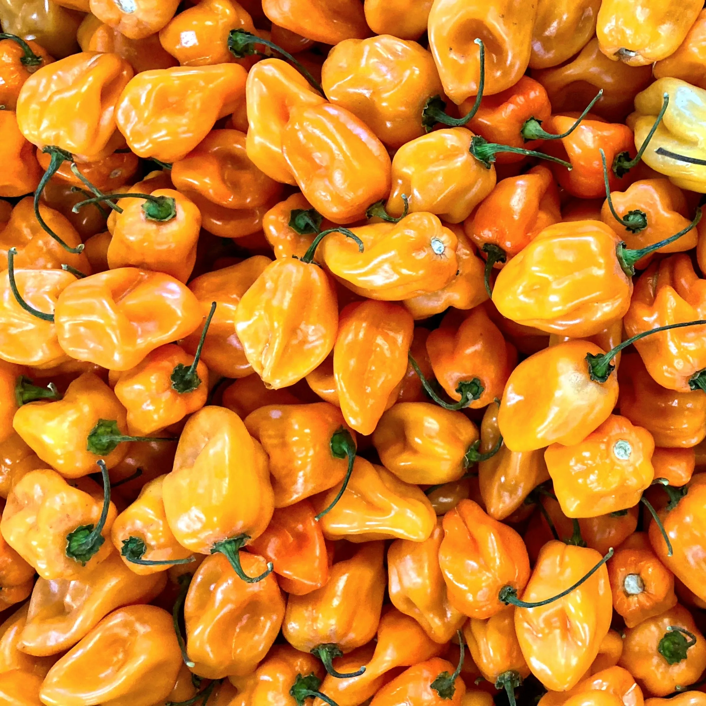 Exclusive! British Chillies in British honey - Image 3
