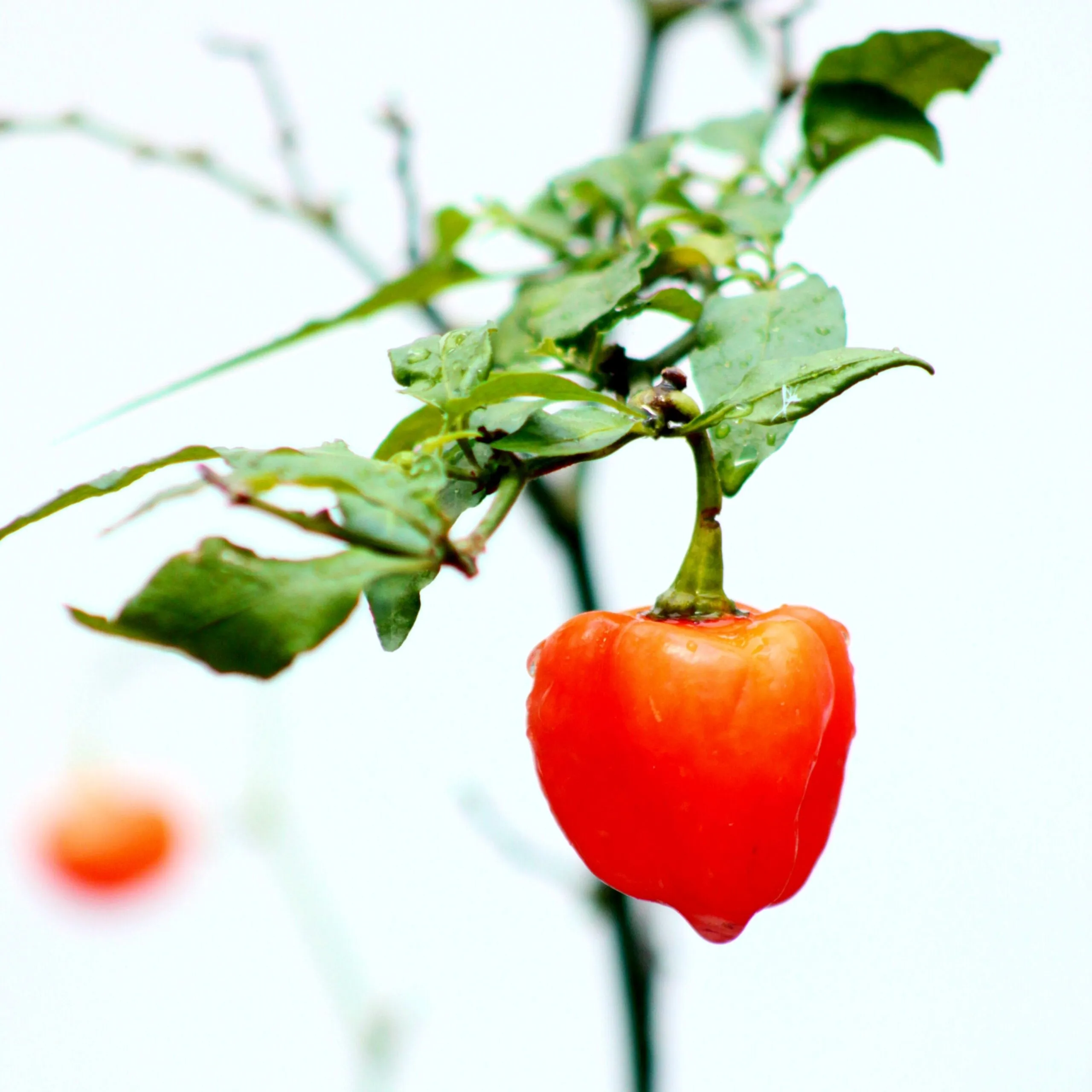 Exclusive! British Chillies in British honey - Image 4
