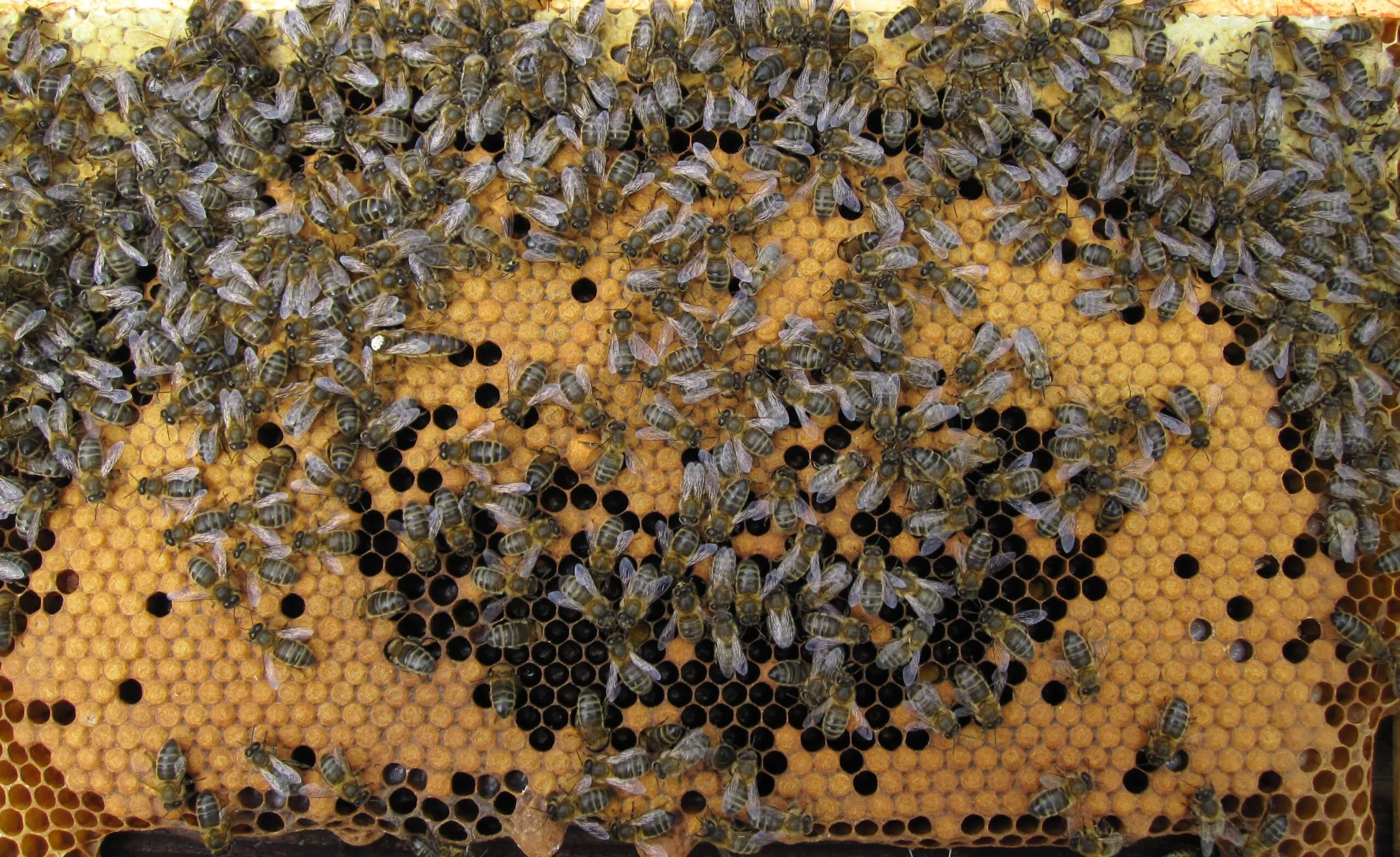 Native (Amm) British Mated Queens - 2024 Season - Image 2
