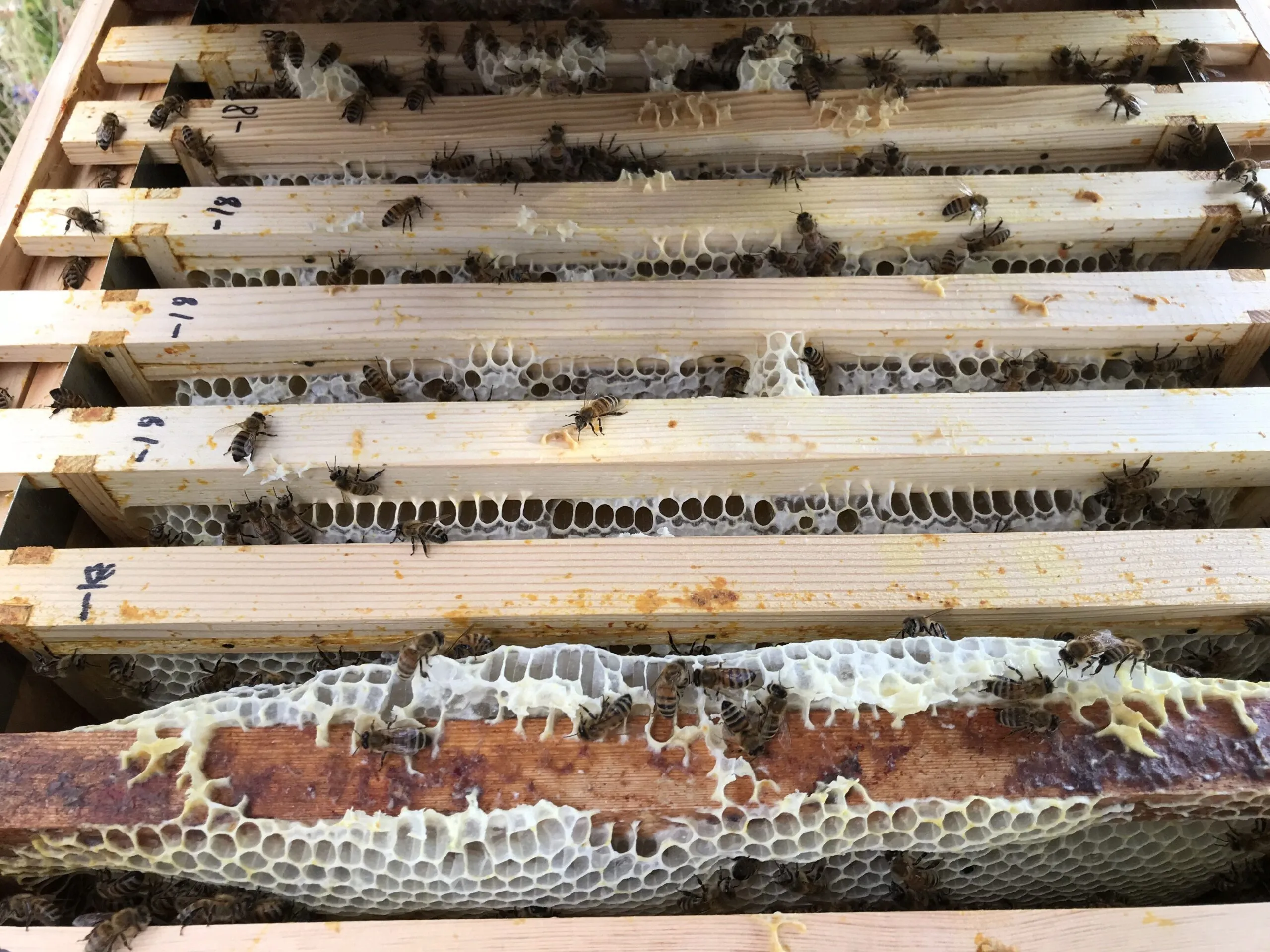WHOLESALE Whole British Honeycomb Frame - Image 3