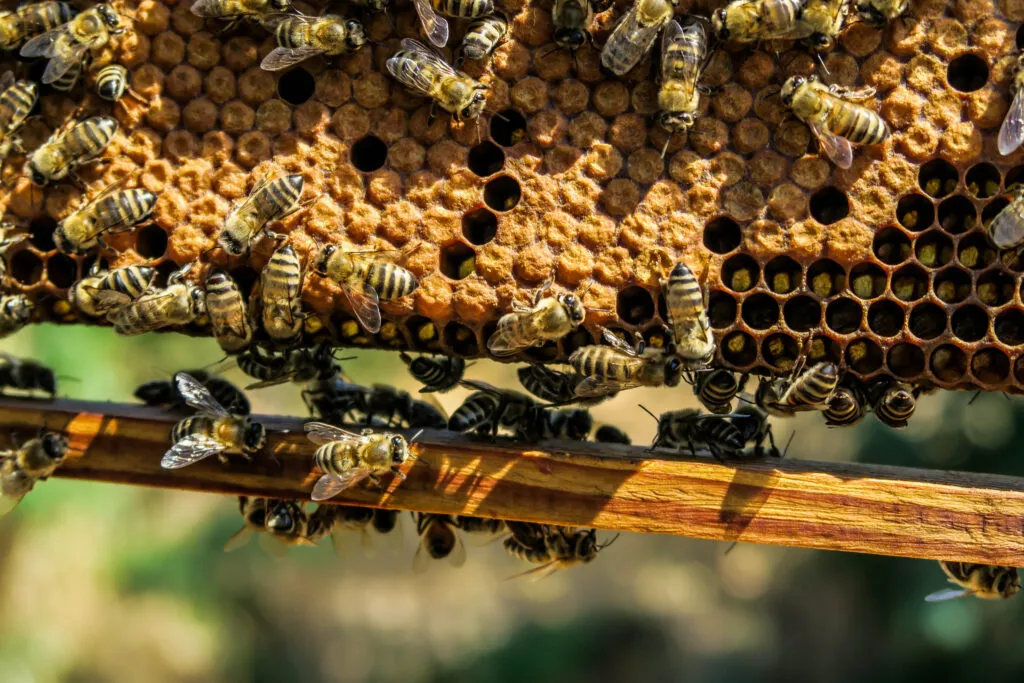 Award-winning workshops & experience days in London & Lincolnshire