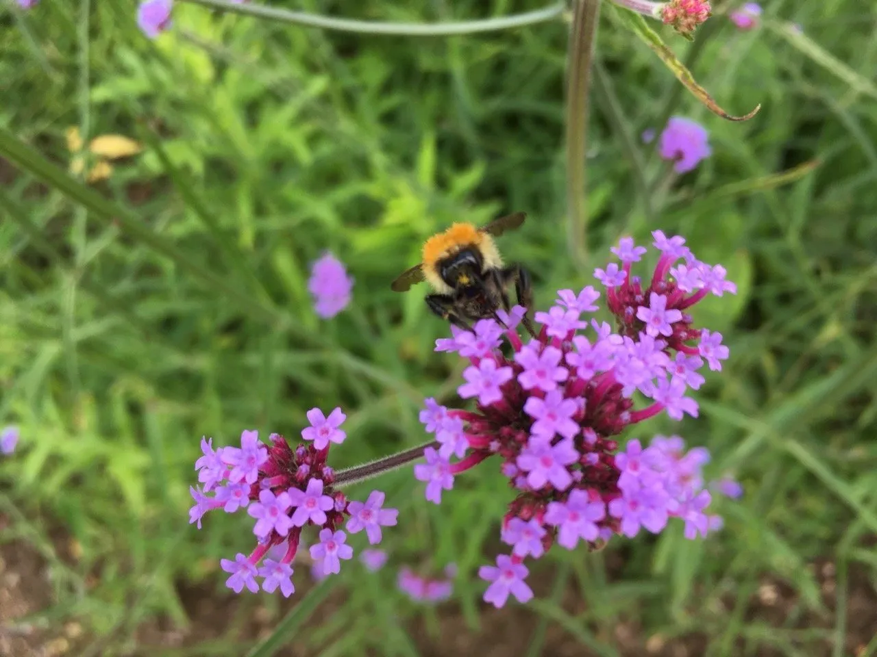 Beekeeper for a Day Experience - In Stamford Lincolnshire - Image 2