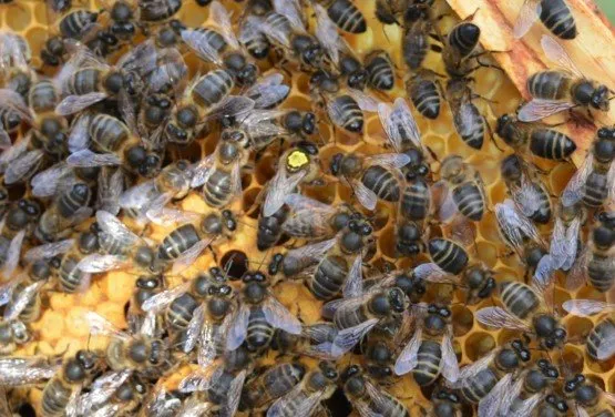 Native (Amm) British Mated Queens - 2024 Season