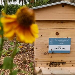 Business Honeybee Hive Adoption Plans