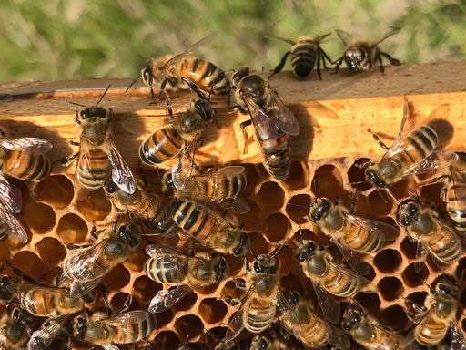 Beekeeping - Next Steps - Sun 31st May 2026. - Image 2