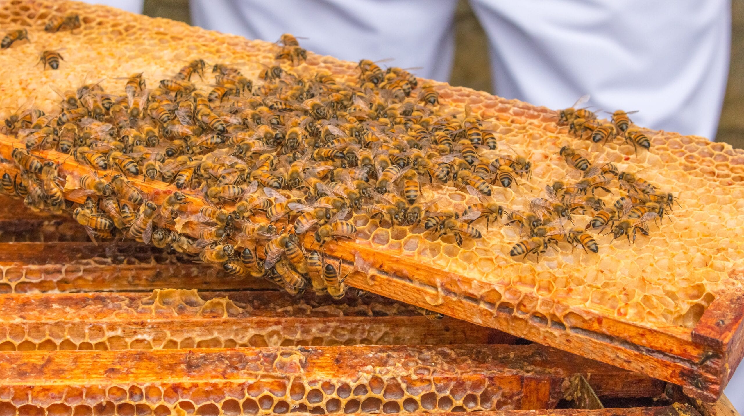Bees & Co. Black Gold Exceptional British Honey - Image 5