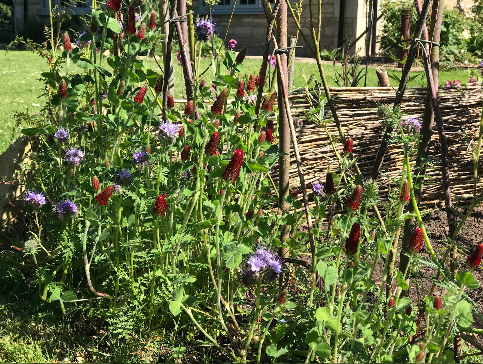 Organic Bee-friendly Flower Seeds - Image 6