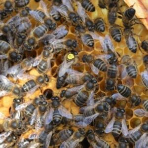 Native (Amm) British Mated Queens - 2024 Season